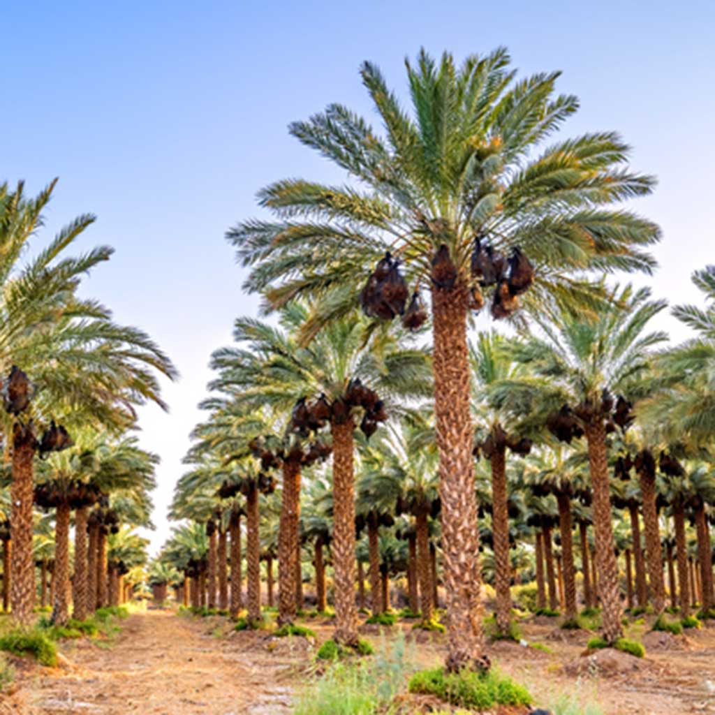 Visit the farmers and entrepreneurs who make the desert bloom, tasting your way across an olive oil factory, dairy farm, date plantation, agricultural research center, and urban rooftop farm.